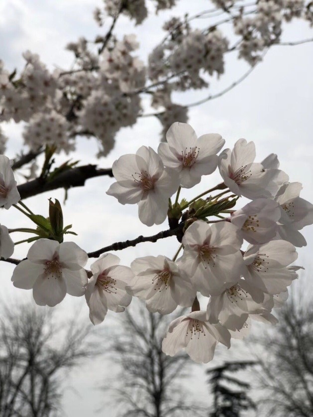 春暖花開(kāi)忙踏青